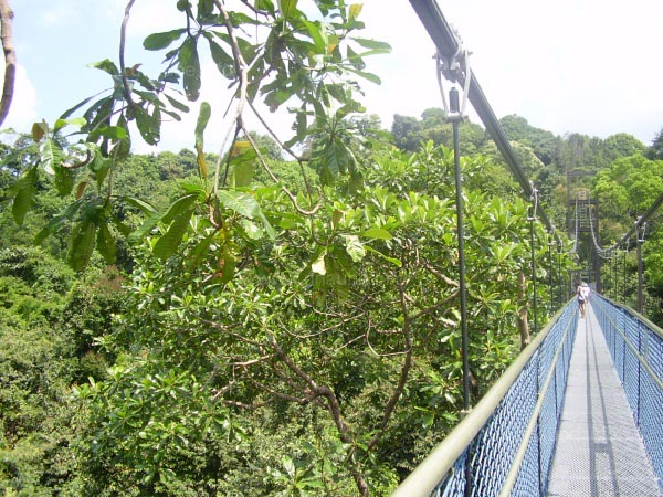 Tree Top Walk
