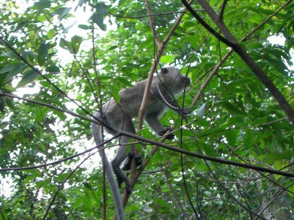 A monkey in the Mac Ritchie Reservoir