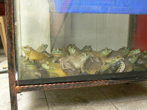 Curious speciality: frogs