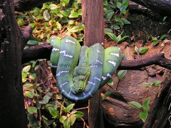 A lazy snake in the Skansen-Aquarium 