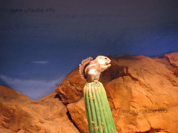 Enclosure with small rodents