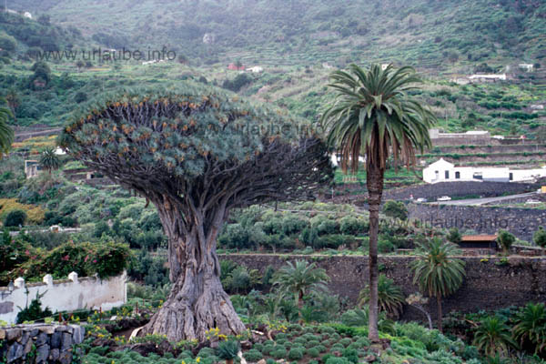 The biggest and oldest dragon tree of the world in Icod de los Vinos