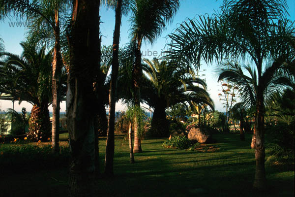 The exotic beach garden Playa Jardin