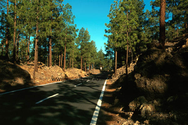 Trip through the pine forests