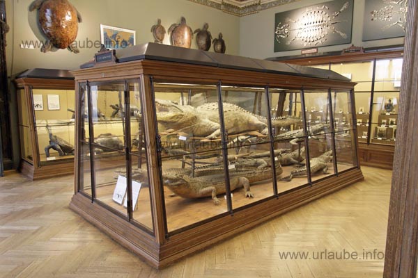 The individual exhibits are partly exhibited in big glass cabinets.