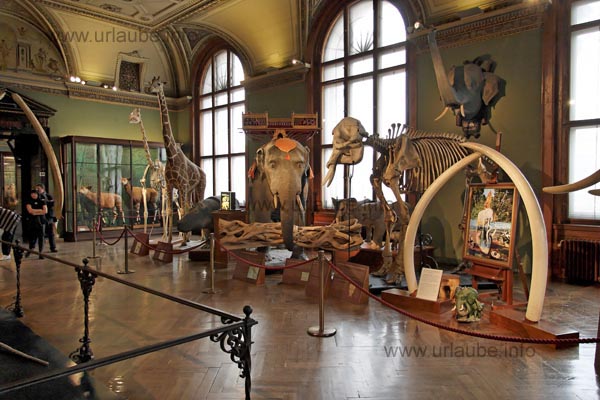 Specially the saurian skeletons or prepared elefants and giraffes impress by their lifelike bigness.
