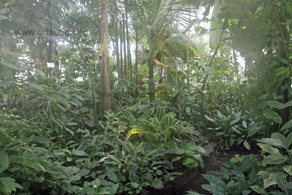 Due to the warm and humid climate, in the tropical part of the palm garden some bright green plants grow.