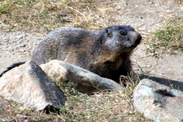 A marmot bear to Sunnegga