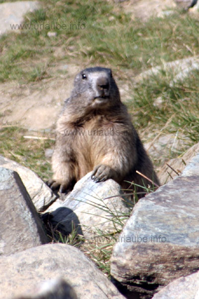 The marmot looks amazed into the camera.
